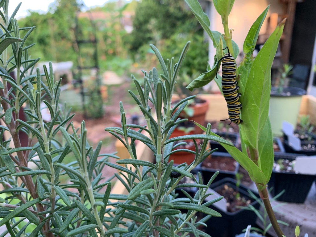 monarch caterpillar on milkweed