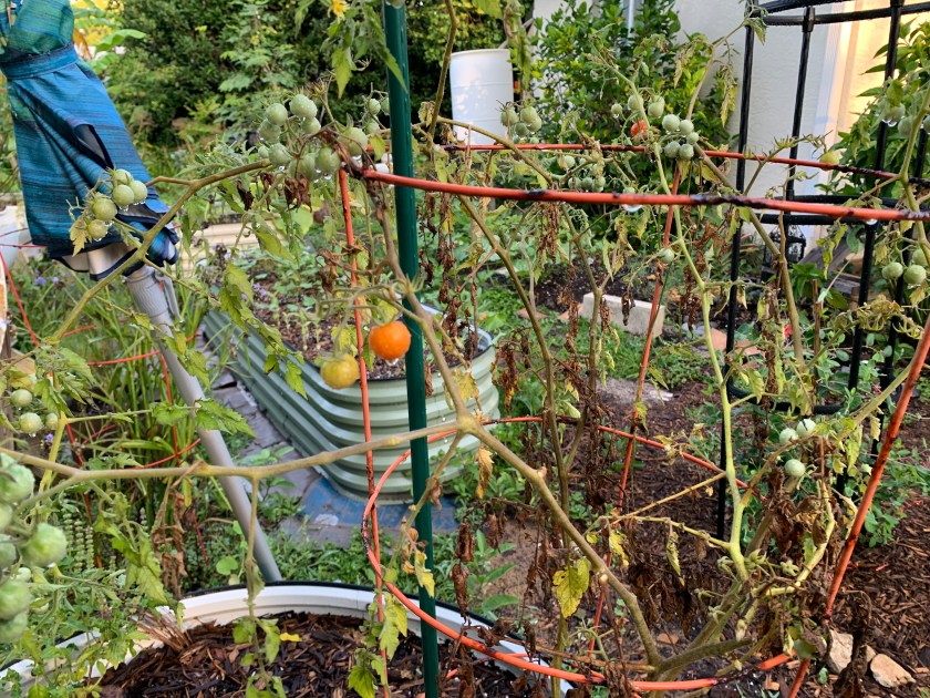 dying cherry tomato plant