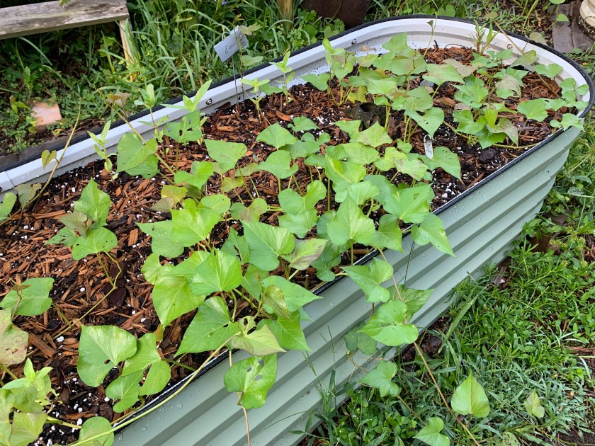 sweet potato vines in Vegega raised garden bed