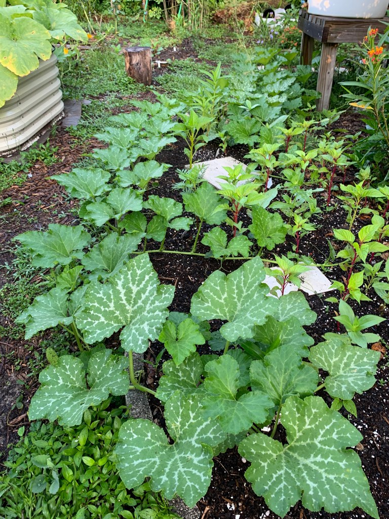 Seminole pumpkin vines