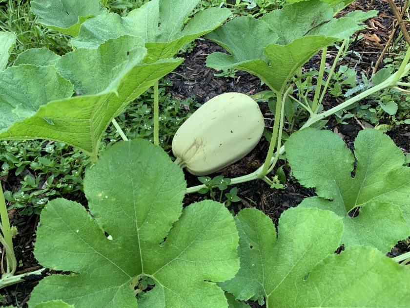 squash growing in the garden