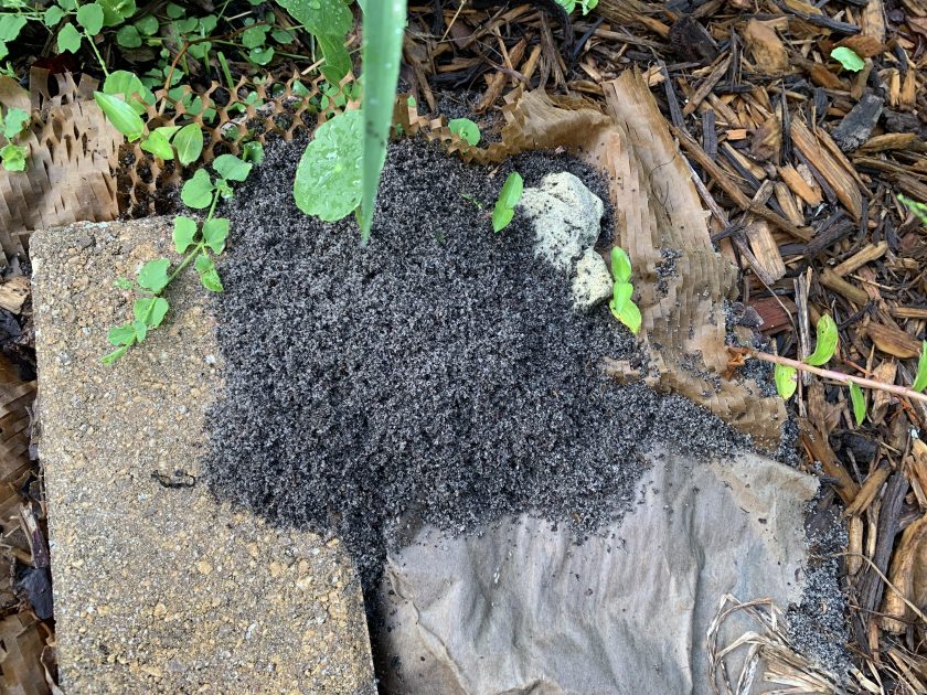 fire ant mound