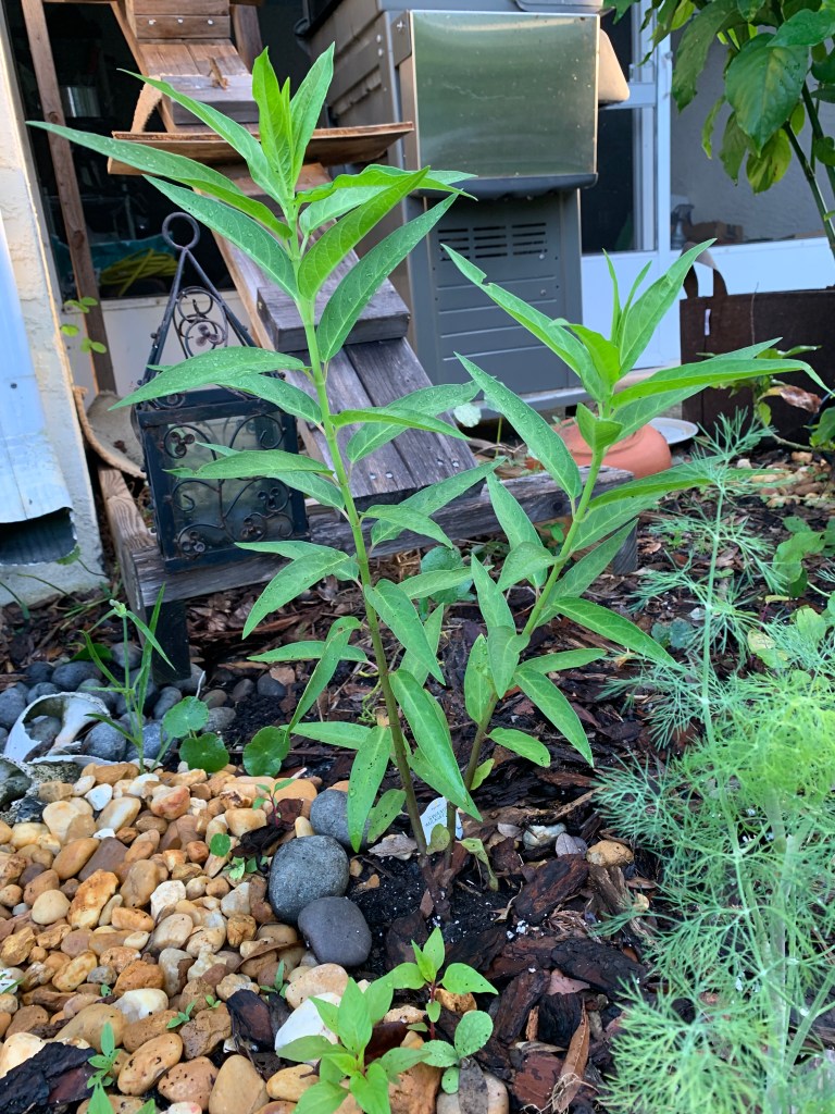 Milkweed growing in yard