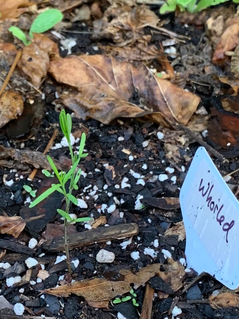 Whorled milkweed leaves growing back