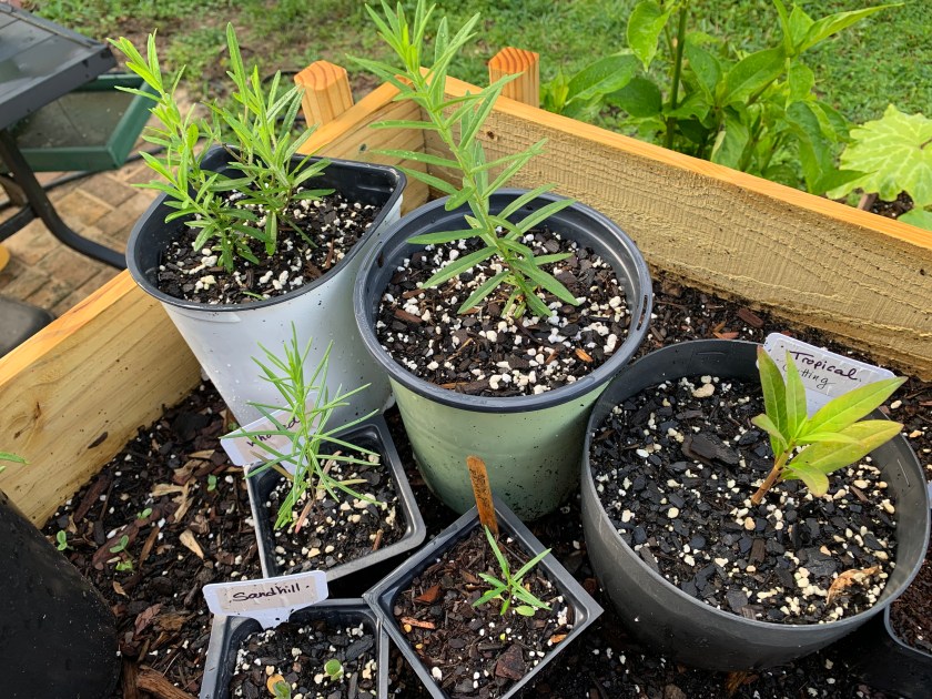 Milkweed varieties in pots