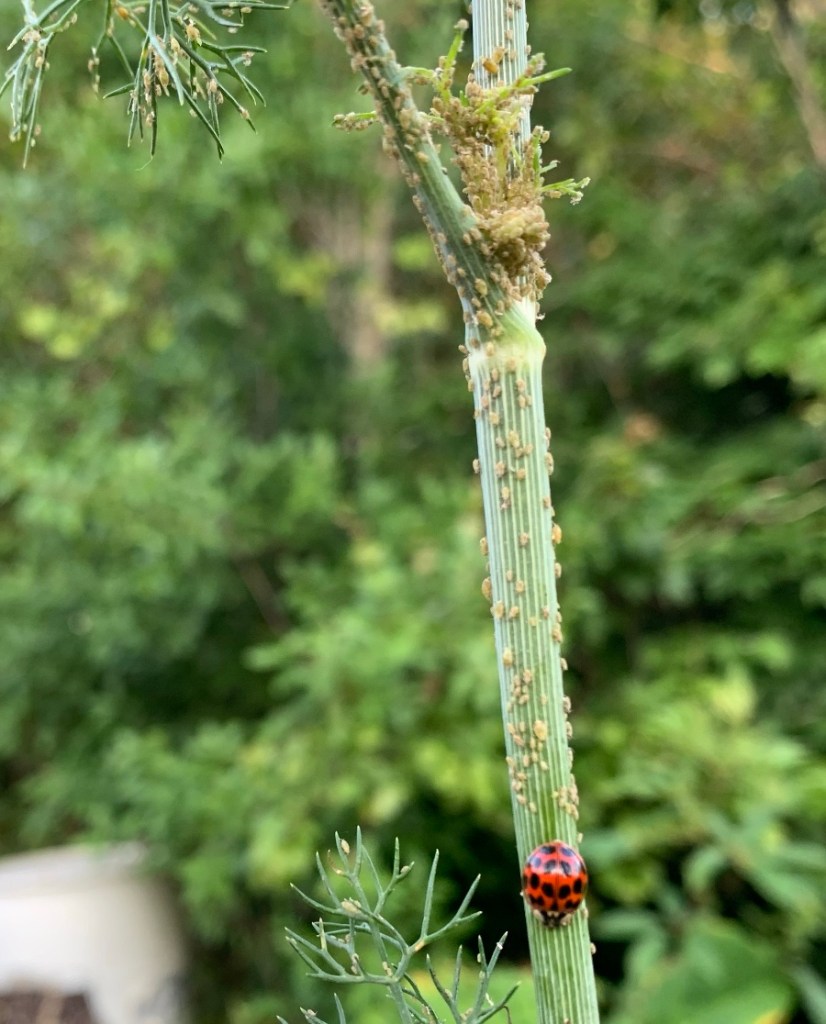 Red and black ladybug on stem of dill covered in aphids