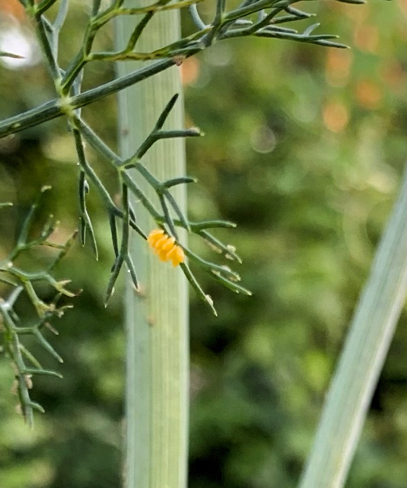 yellow ladybug eggs on dill leaf