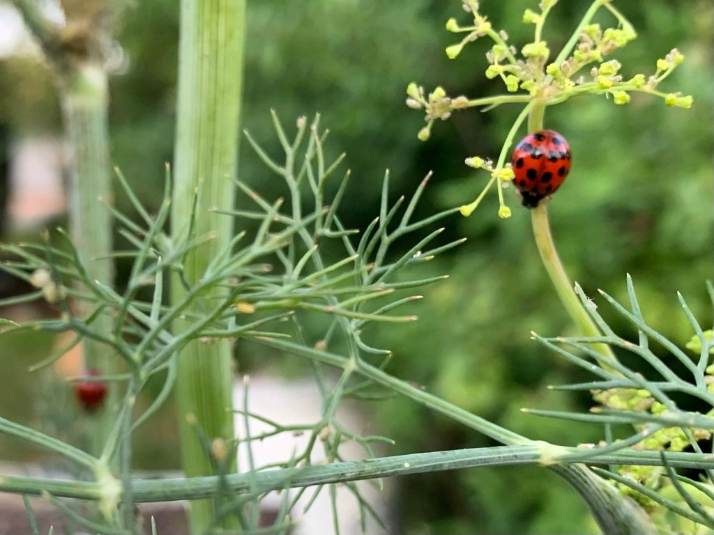spotted red ladybug on aphid infested dill plant