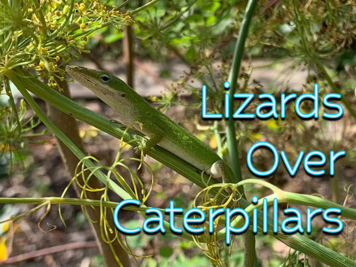 Lizards Over Caterpillars Cause a Lack of Florida&nbsp;Butterflies