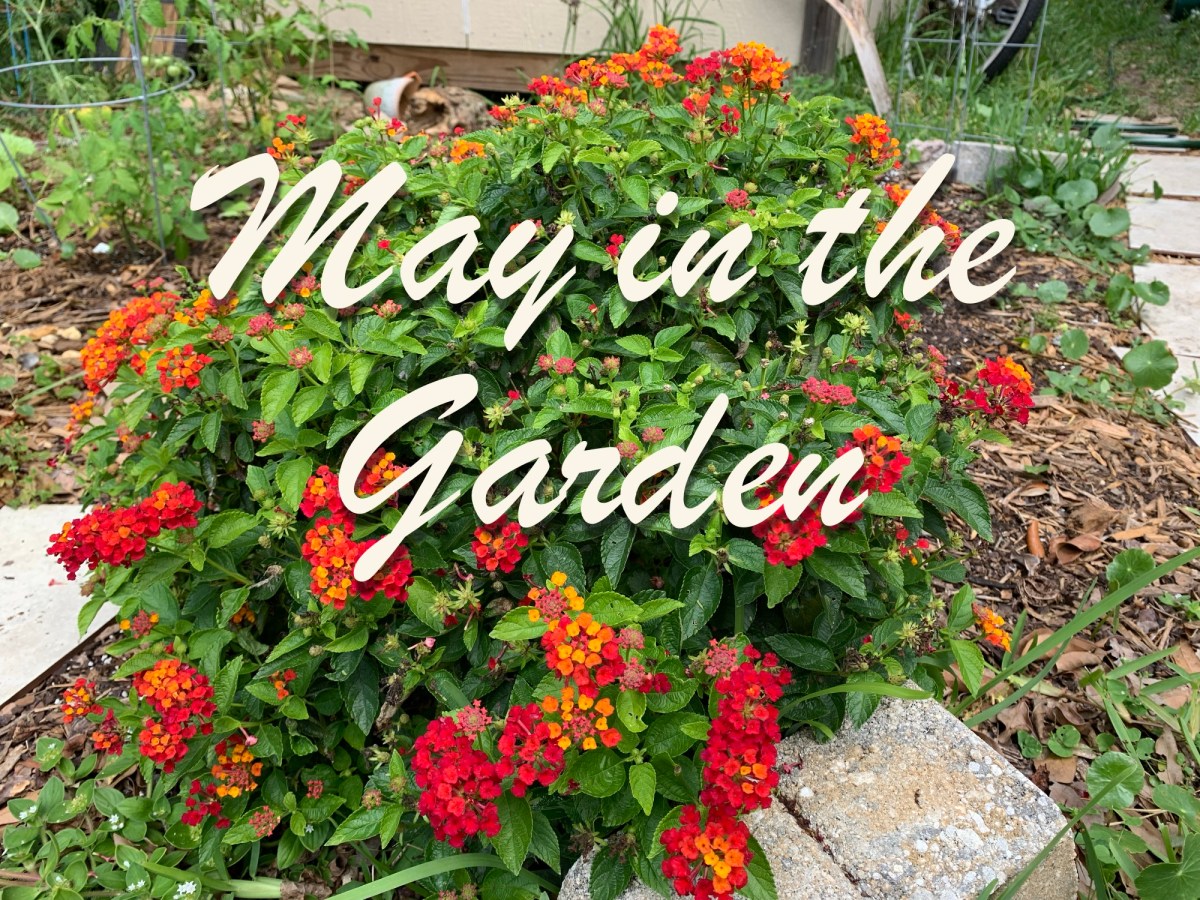 May Garden Photos With Plant&nbsp;Updates