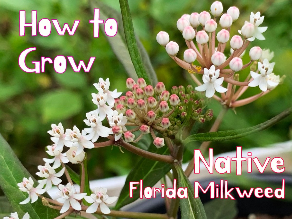 How to Find and Successfully Grow Your Own Native Florida&nbsp;Milkweed