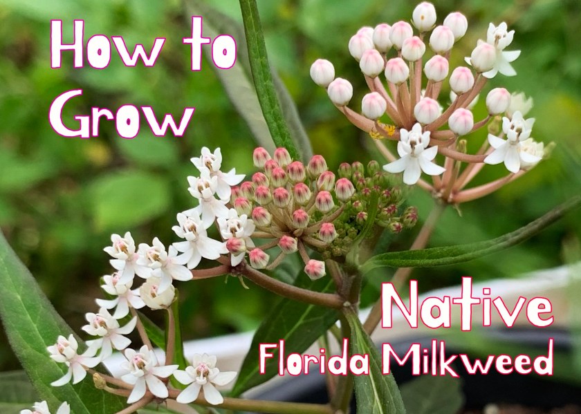 How to Find and Successfully Grow Your Own Native Florida Milkweed ...