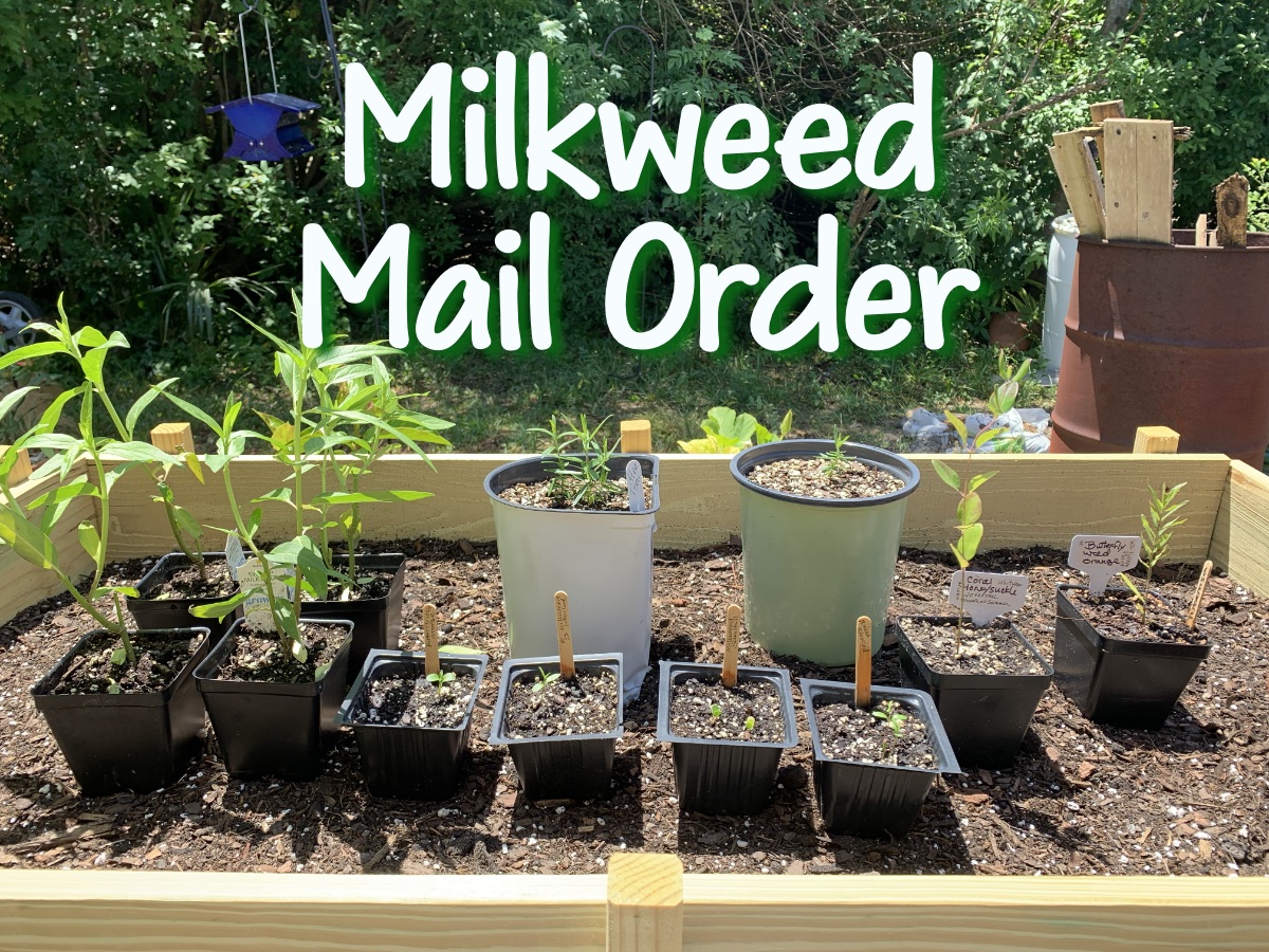Mail Order Native Florida Milkweed Seedlings&nbsp;Review