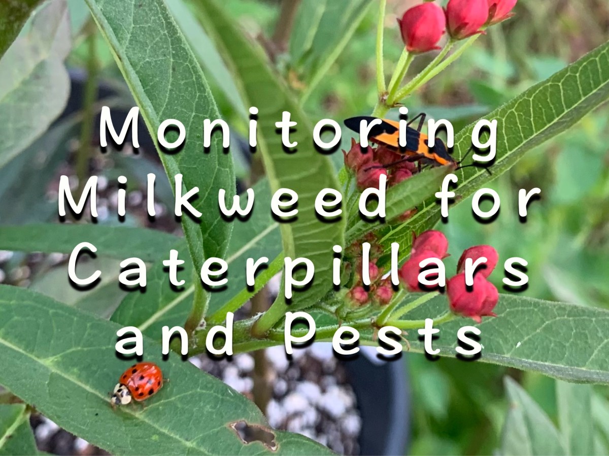 Monitoring Milkweed for Caterpillars and Pest&nbsp;Activity