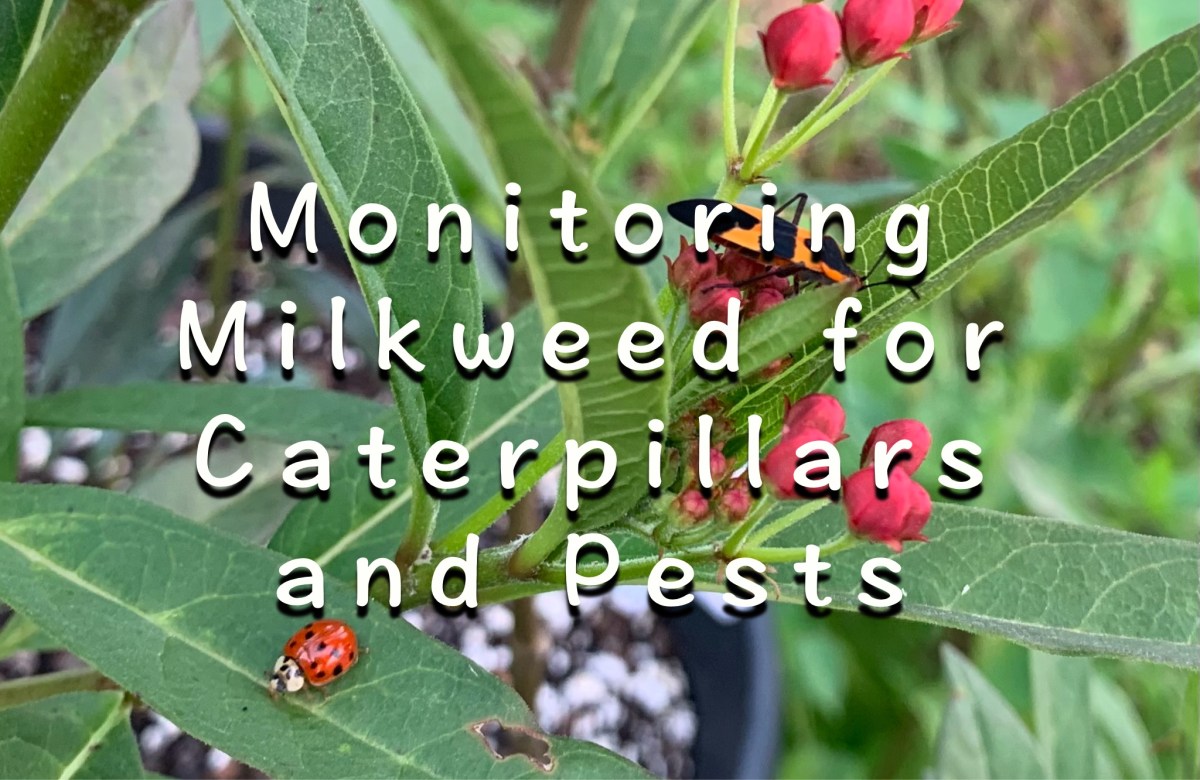 Monitoring Milkweed for Caterpillars and Pest&nbsp;Activity