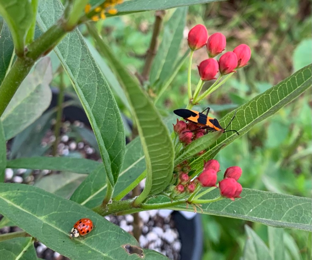Milkweed bug and ladybug on tropical milkweed plant