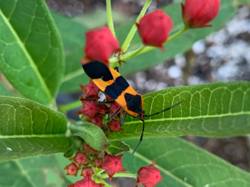 Orange and black Milkweed bug on buds of tropical milkweed plant