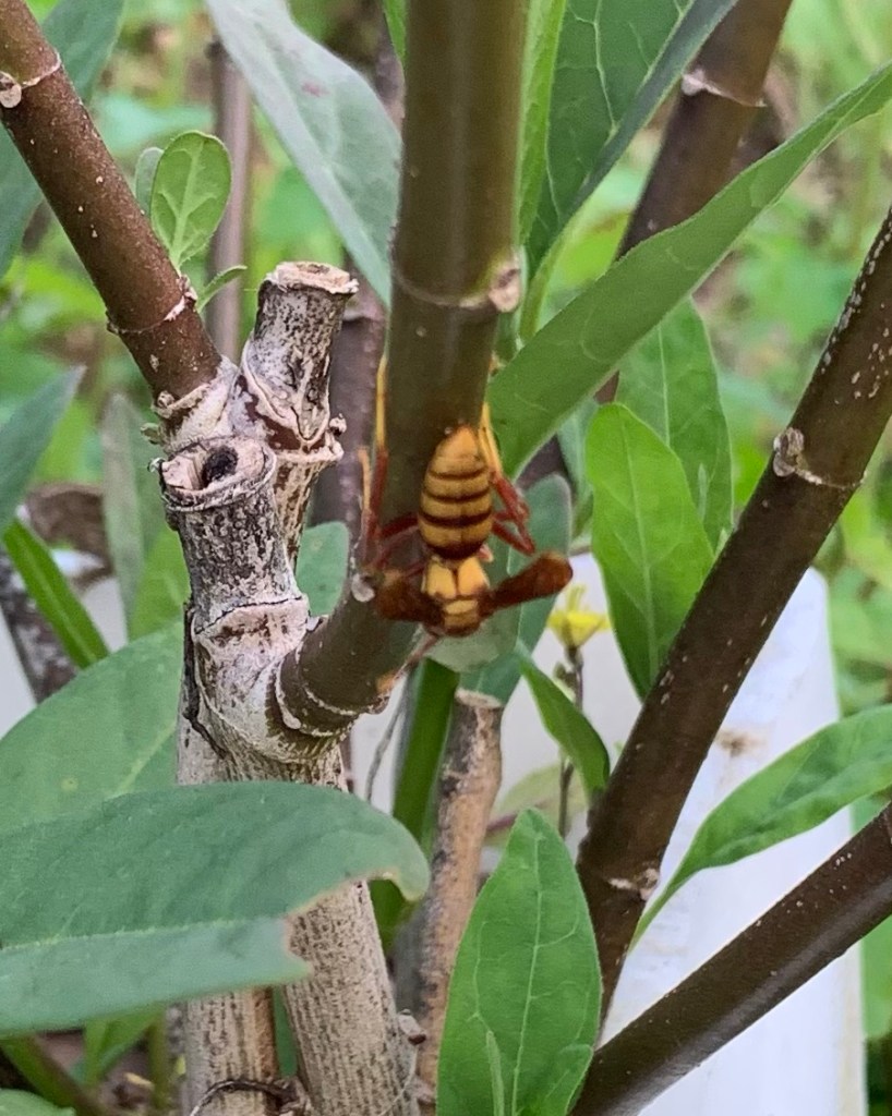 yellow paper wasp on milkweed
