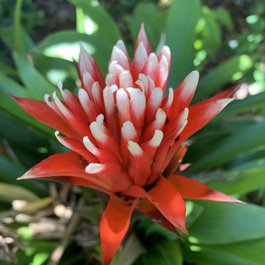 bromeliad flower