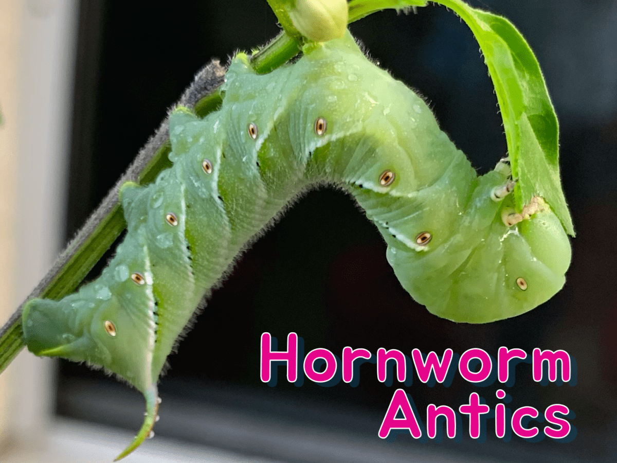 Tomato Hornworms Also Like Hot Pepper&nbsp;Plants