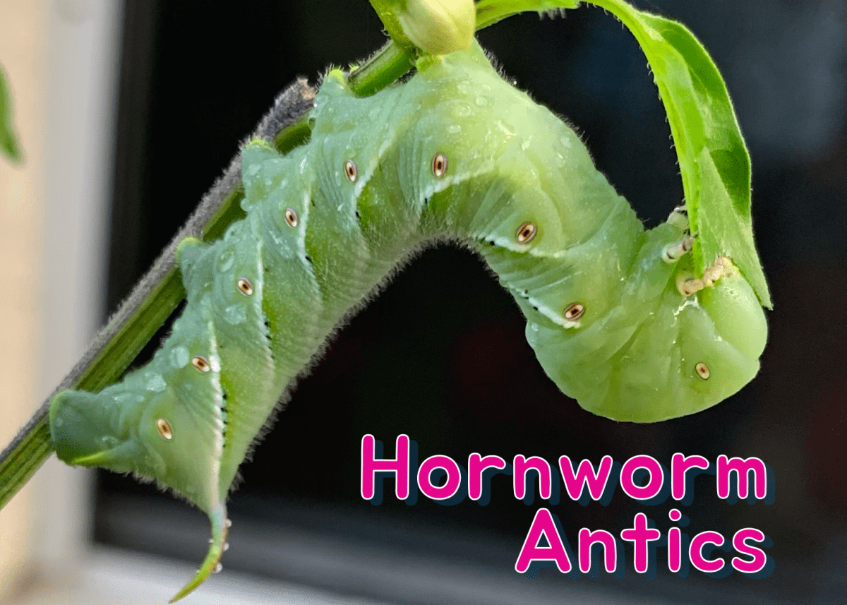 Tomato Hornworms Also Like Hot Pepper&nbsp;Plants