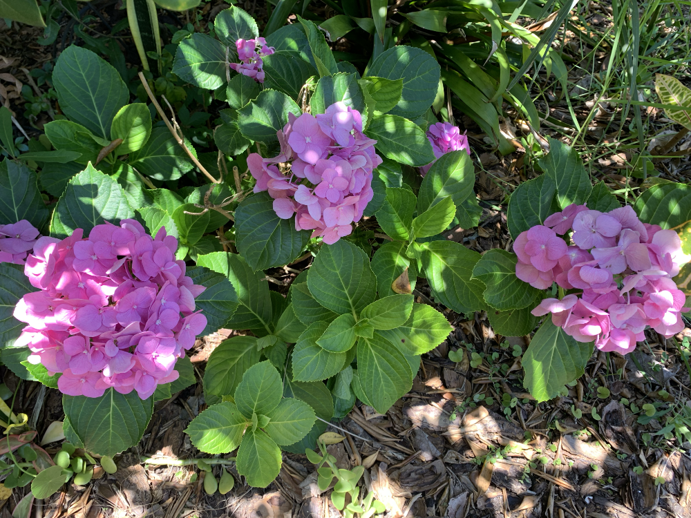 pink flowering hydrangea plant