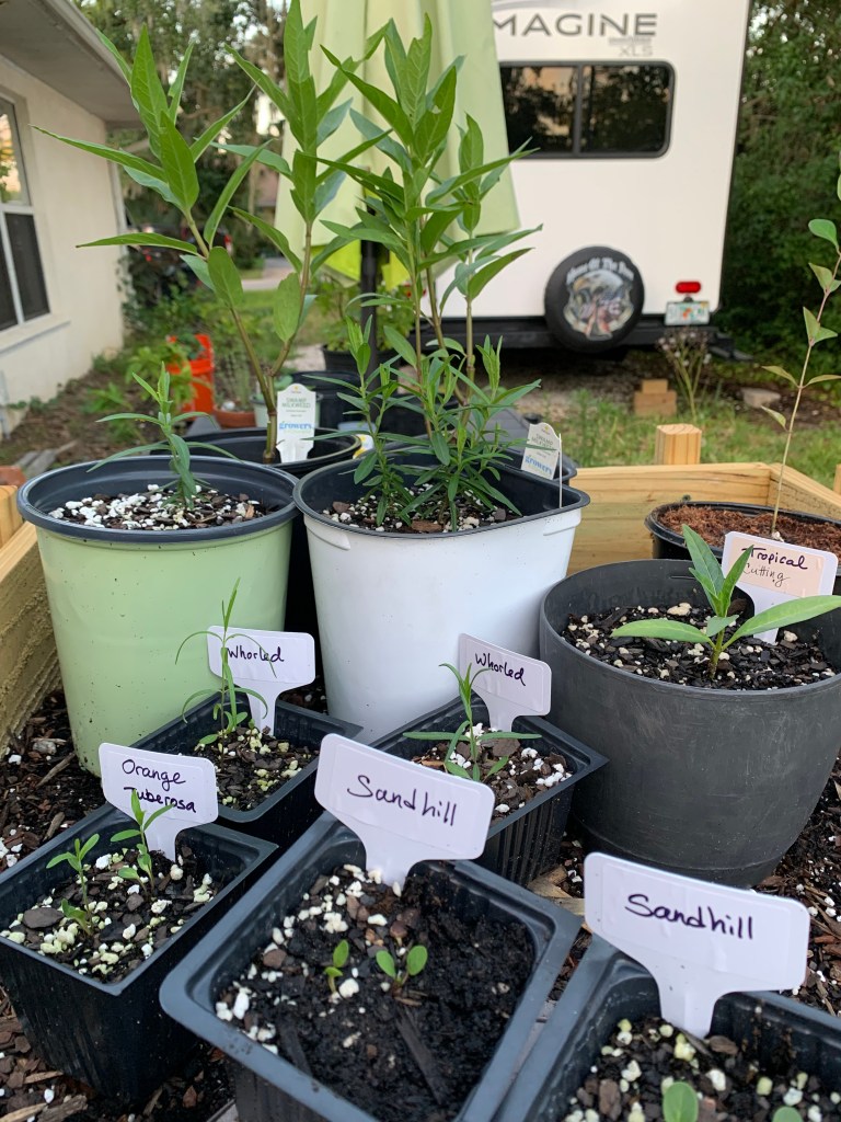 Native milkweed seedlings