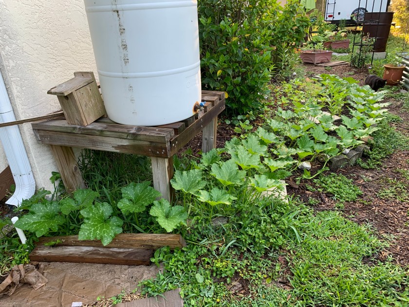 seminole pumpkin vines
