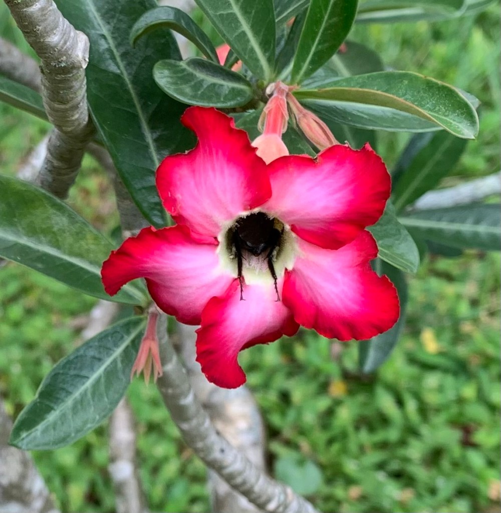 bee inside pink flowering desert rose