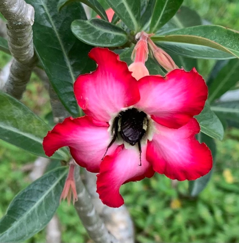 desert rose and bee inside