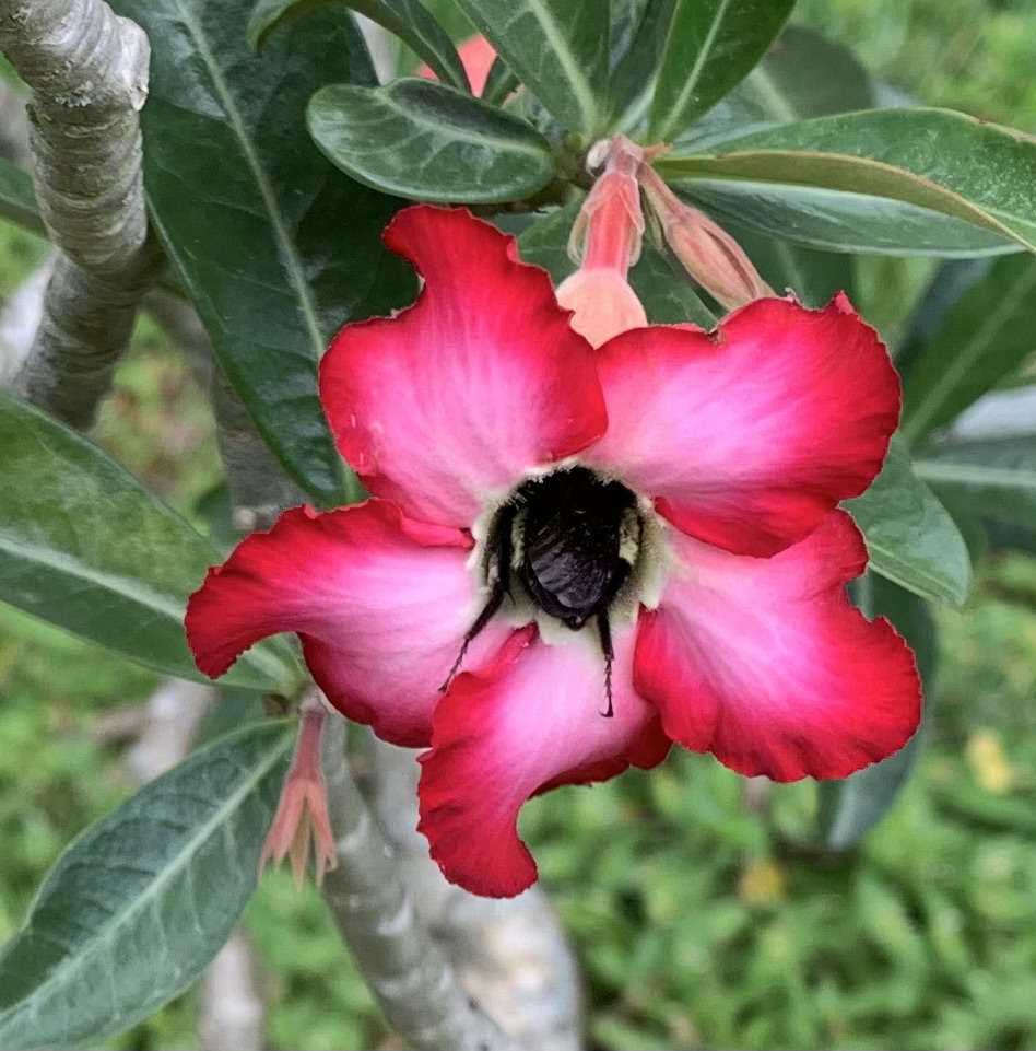 desert rose and bee inside