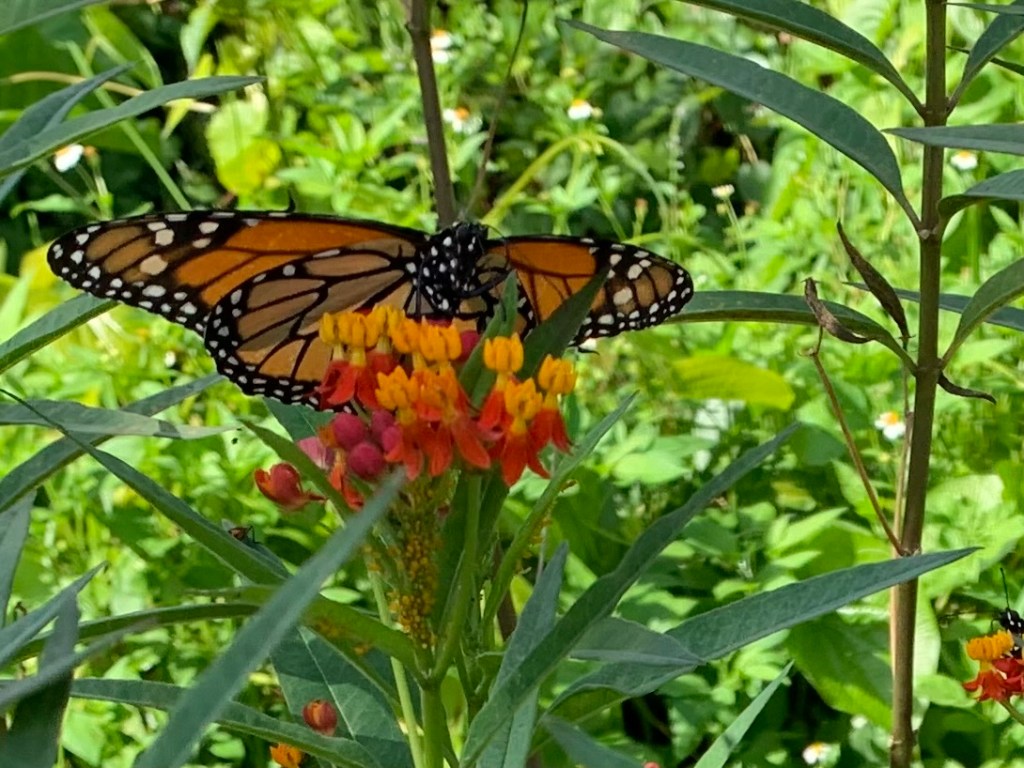 Monarch butterfly on tropical milkweed flowers