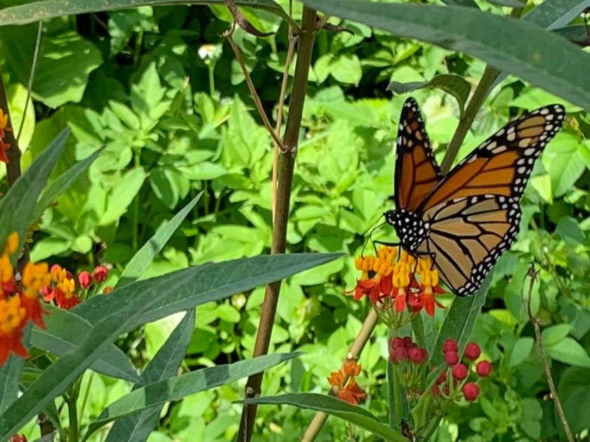 Monarch on milkweed flowers