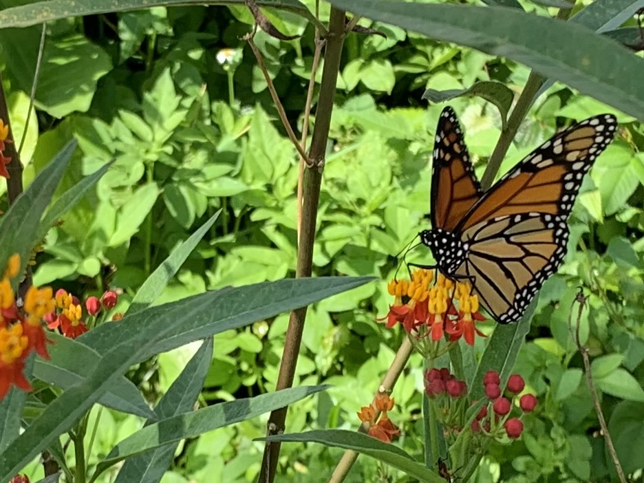 Monarch on milkweed flowers