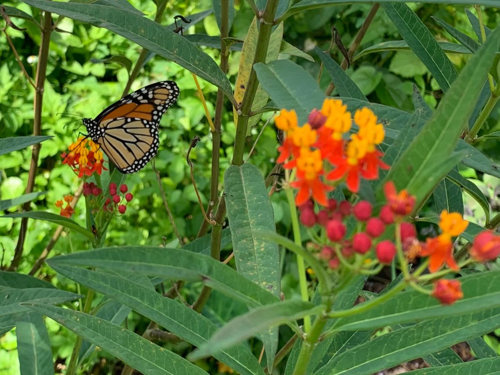 Monarch Butterly on tropical milkweed flowers