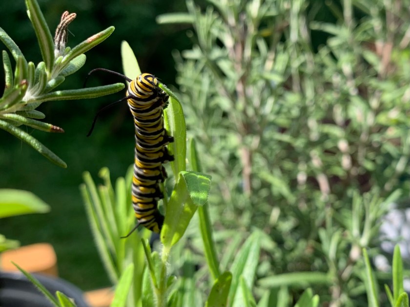 Monarch caterpillar eating milkweed leaf