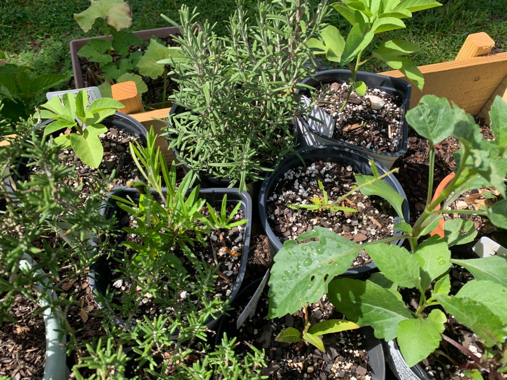 plants in pots rosemary, dahlias, and milkweed