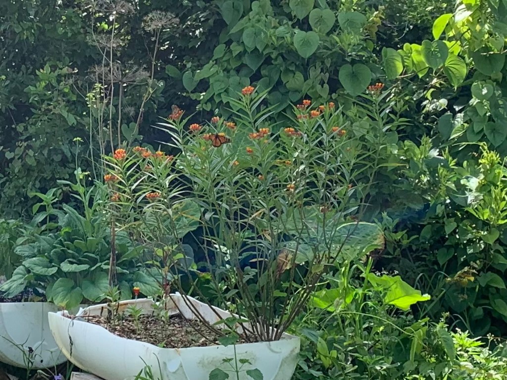 Monarchs on the milkweed!