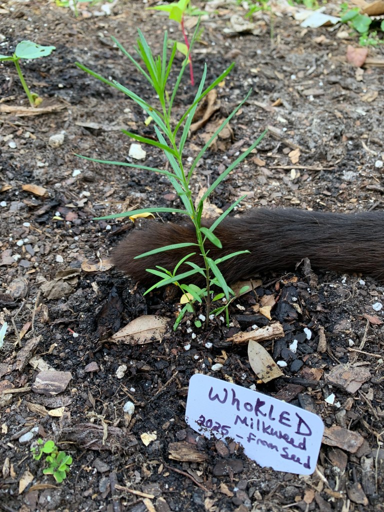 Whorled milkweed