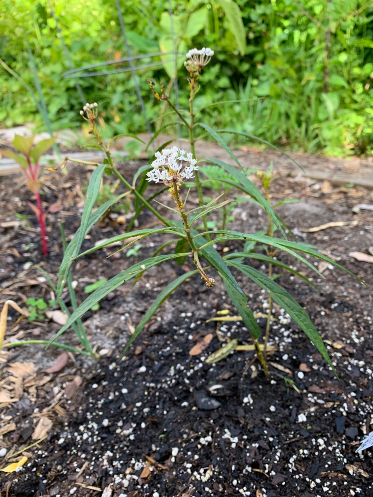 white swamp milkweed