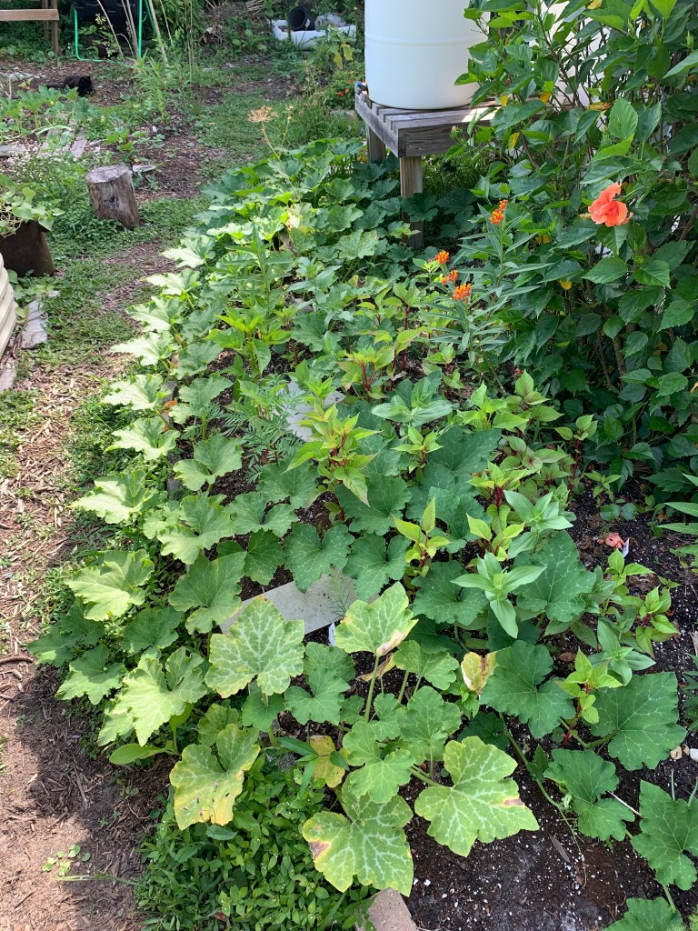 sprawling seminole pumpkin vines in the garden