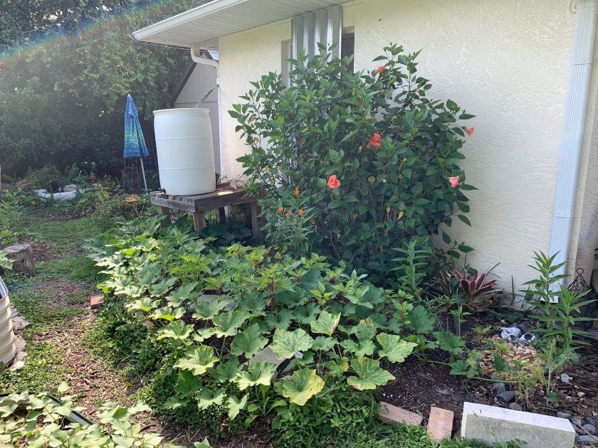 hibiscus flower garden with seminole pumpkin vines