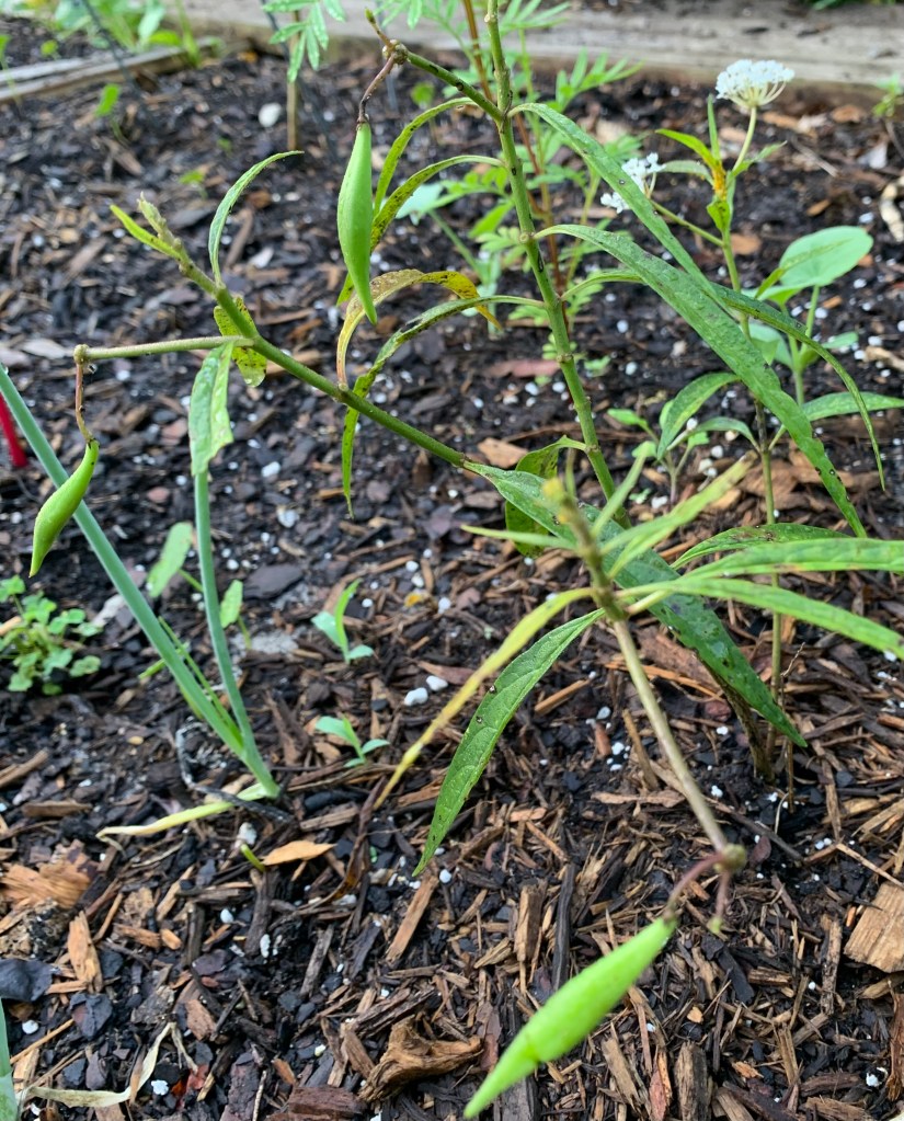 seed pods on white swamp milkweed plant