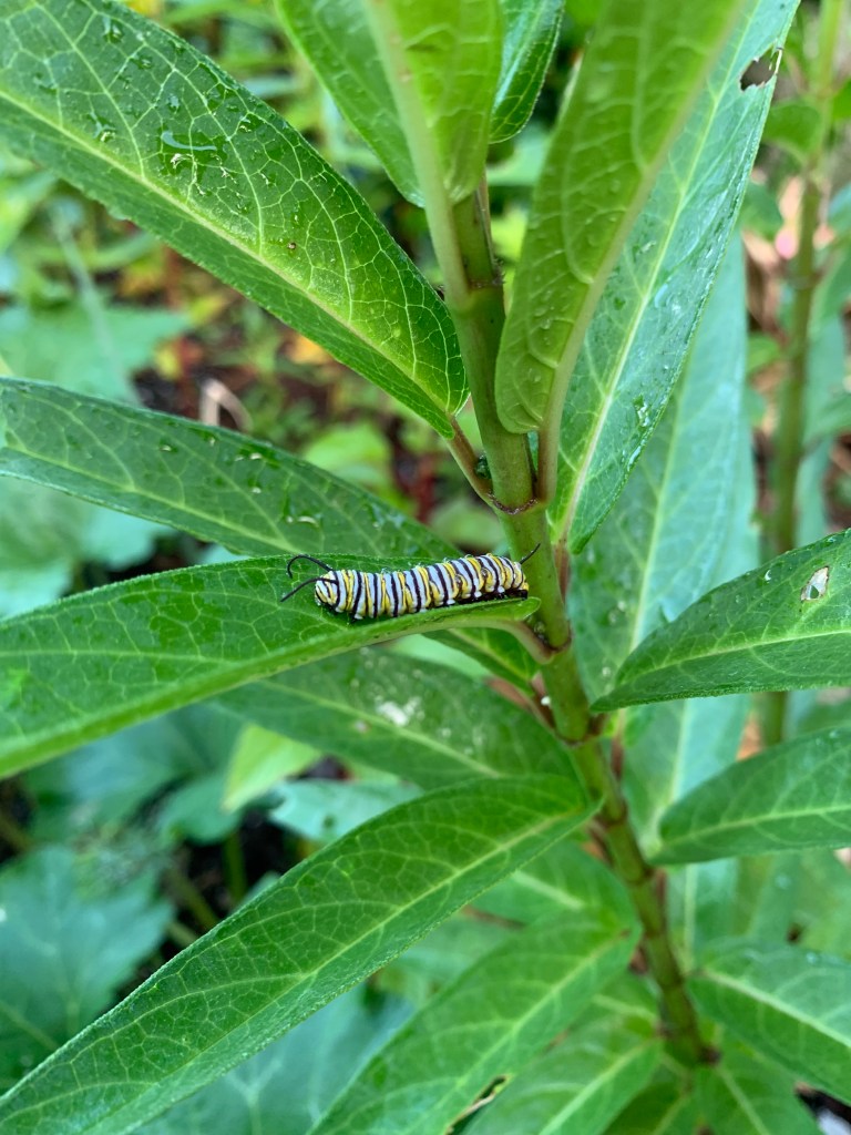 Pink swamp milkweed