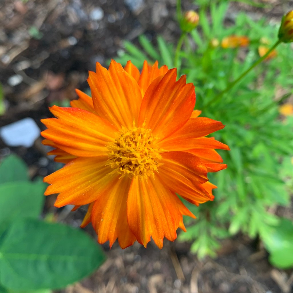 orange cosmos