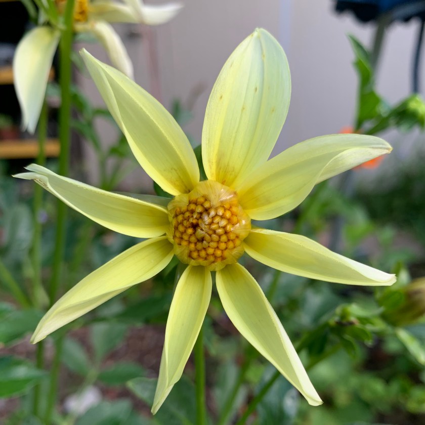 pale yellow dahlia flower like a star