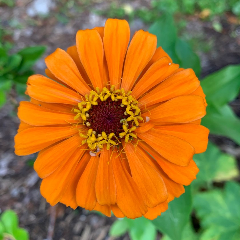 orange zinnia flower