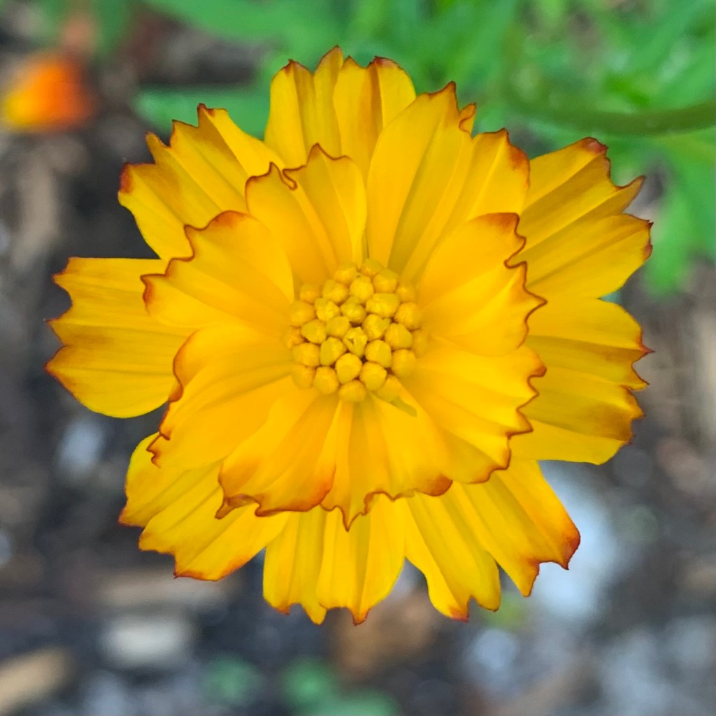 yellow cosmos wit dark edges on petals