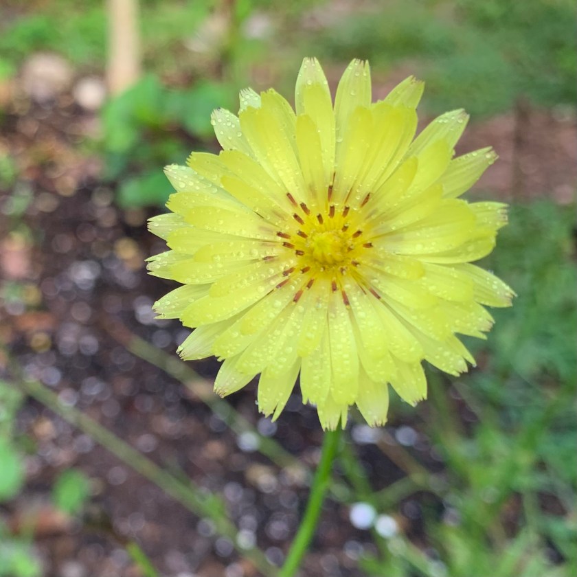 false dandelion