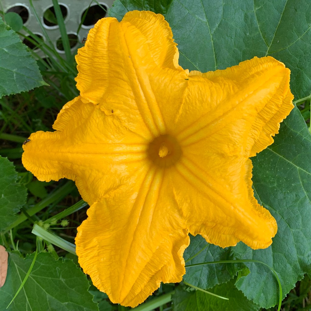 Seminole pumpkin flower